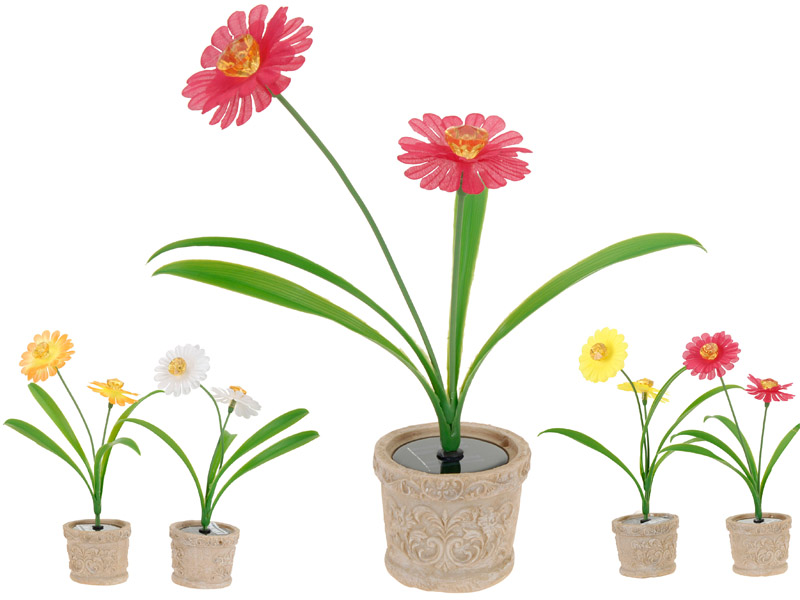 ProGarden 2 Solarbloemen in pot ProGarden 2 Solarbloemen in pot